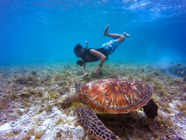 5 Best Snorkeling Beaches on Maui